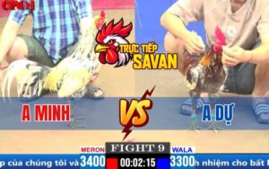 Trận 9 CPC1 Ngày 20/03/2025 - Gà Anh Dự Thắng Nhanh Nhờ Cú Đá Kết Liễu