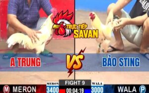 Trận 9 CPC2 Ngày 12/03/2025 - Gà Bảo Sting Bỏ Chạy Bất Ngờ