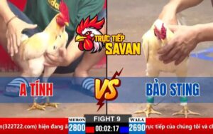 Trận 9 CPC2 Ngày 30/03/2025 – Gà Anh Bảo Sting Nhỏ Ký Nhưng Đá Gãy Giò