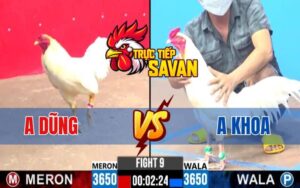 Trận 9 CPC3 Ngày 04/03/2025 - Gà Úa Cọp Anh Dũng Hạ Đối Thủ Lật Xe