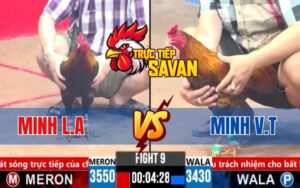 Trận 9 CPC3 Ngày 19/03/2025 - Gà Anh Minh Đá Gà Xanh Dính Tang Nặng