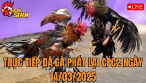 Trực Tiếp Đá Gà Phát Lại CPC2 Ngày 14/03/2025