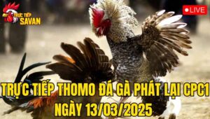 Trực Tiếp Thomo Đá Gà Phát Lại CPC1 Ngày 13/03/2025