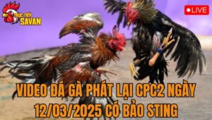 Video Đá Gà Phát Lại CPC2 Ngày 12/03/2025 Có Bảo Sting
