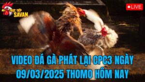 Video Đá Gà Phát Lại CPC3 Ngày 09/03/2025 Thomo Hôm Nay
