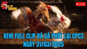 Xem Full Clip Đá Gà Phát Lại CPC3 Ngày 31/03/2025