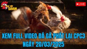 Xem Full Video Đá Gà Phát Lại CPC3 Ngày 20/03/2025