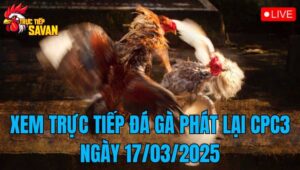 Xem Trực Tiếp Đá Gà Phát Lại CPC3 Ngày 17/03/2025