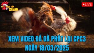 Xem Video Đá Gà Phát Lại CPC3 Ngày 18/03/2025