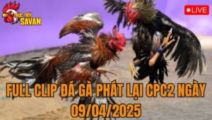 Full Video Đá Gà Phát Lại CPC2 Ngày 09/04/2025