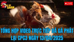 Tổng Hợp Video Trực Tiếp Đá Gà Phát Lại CPC3 Ngày 13/04/2025