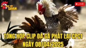 Tổng Hợp Clip Đá Gà Phát Lại CPC1 Ngày 08/04/2025