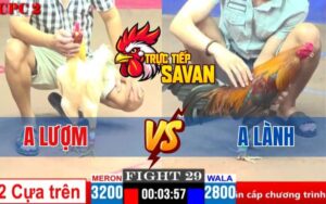 Trận 29 CPC1 Ngày 02/04/2025 – Gà Bướm Của Anh Lượm Đâm Gà Xanh Ói Xỉu