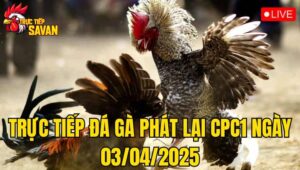 Trực Tiếp Đá Gà Phát Lại CPC1 Ngày 03/04/2025
