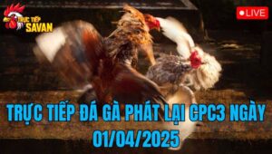 Trực Tiếp Đá Gà Phát Lại CPC3 Ngày 01/04/2025