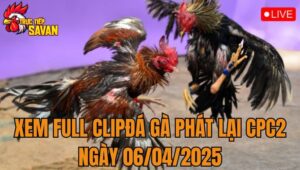 Xem Full Clip Đá Gà Phát Lại CPC2 Ngày 06/04/2025