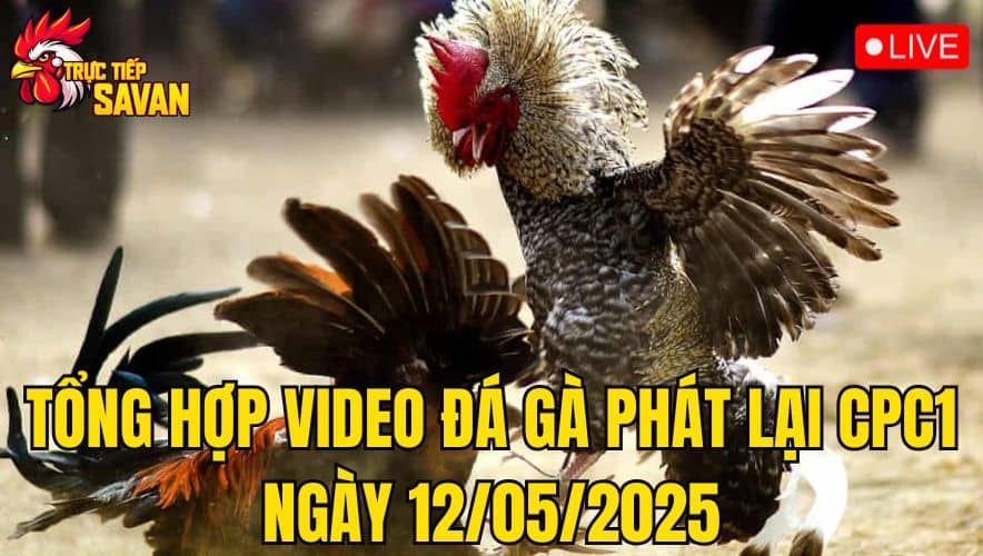 Tổng Hợp Video Đá Gà Phát Lại CPC1 Ngày 12/05/2025