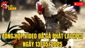 Tổng Hợp Video Đá Gà Phát Lại CPC1 Ngày 13/05/2025