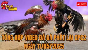 Tổng Hợp Video Đá Gà Phát Lại CPC2 Ngày 11/05/2025