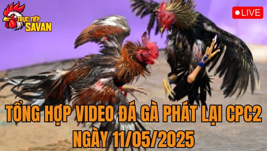 Tổng Hợp Video Đá Gà Phát Lại CPC2 Ngày 11/05/2025