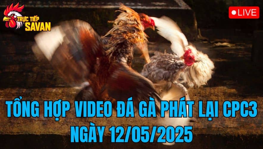 Tổng Hợp Video Đá Gà Phát Lại CPC3 Ngày 12/05/2025