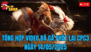 Tổng Hợp Video Đá Gà Phát Lại CPC3 Ngày 14/05/2025